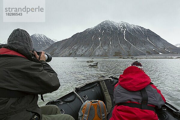 Ökotouristen in einem Zodiac-Boot beobachten Seehund (Phoca vitulina)  die sich auf einem Felsen im arktischen Meer in Svalbard  Spitzbergen  Norwegen  ausruhen  Europa