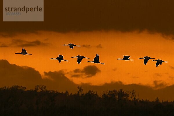 Kranichschwarm  Grauer Kranich (Grus grus)  fliegt bei Sonnenuntergang während des Zuges  Silhouette vor orangefarbenem Himmel