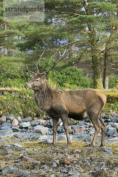 Rothirsch (Cervus elaphus)  Männchen  am Flussufer im Winter in den schottischen Highlands  Schottland  UK