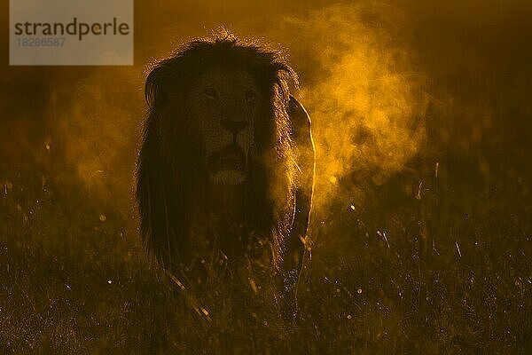 Ein männlicher afrikanischer Löwe brüllt in der Morgendämmerung in der Masai Mara im Gegenlicht