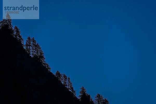 Steiler Berghang mit Kiefern als Silhouette vor blauem Nachthimmel