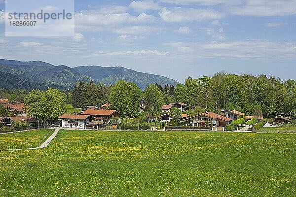 Blumenwiese mit Häusern im Frühling  Rottach-Egern  Tegernsee  Oberbayern  Bayern  Deutschland  Europa