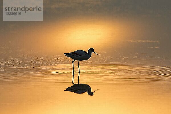 Schwarzkopfiger Säbelschnäbler (Recurvirostra avosetta) bei der Nahrungssuche im flachen Wasser und bei Sonnenuntergang als Silhouette