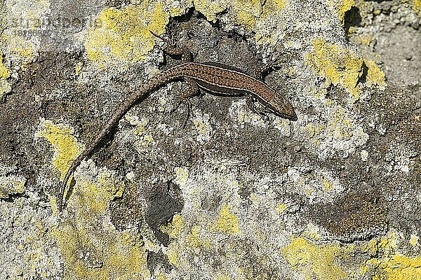 Mauereidechse (Podarcis muralis)  zur Paarungszeit  Landschaftspark Duisburg Nord  Ruhrgebiet  Nordrhein-Westfalen  Deutschland  Europa