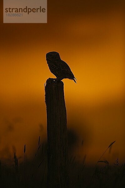 Steinkauz (Athene noctua) mit gefangener Mausbeute auf einem Zaunpfahl auf einer Wiese im Schatten des Sonnenuntergangs