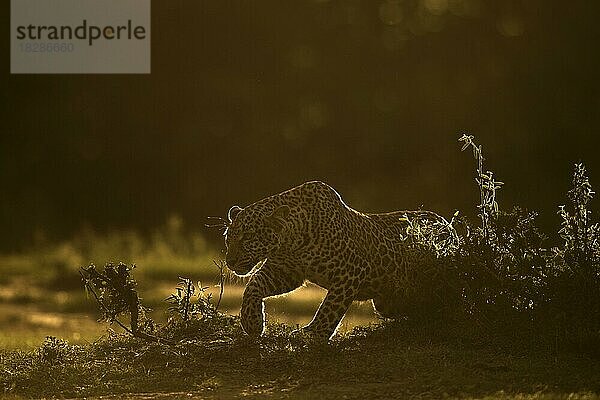 Afrikanischer Leopard im Gegenlicht auf der Pirsch über offenes Gelände in der Masai Mara  Kenia  Afrika