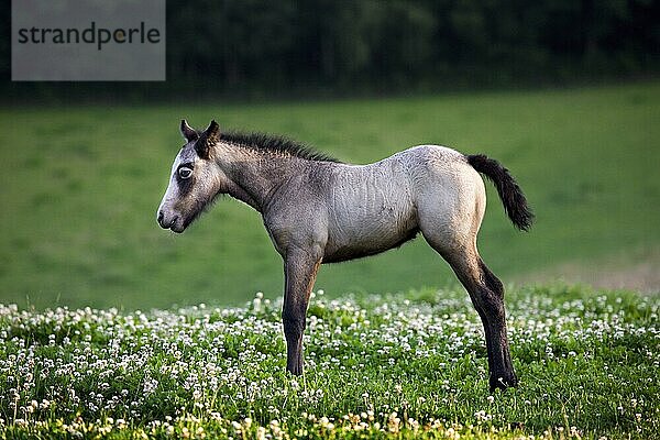 Hauspferd (Equus caballus) auf einer Wiese mit Wildblumen  Belgien  Europa
