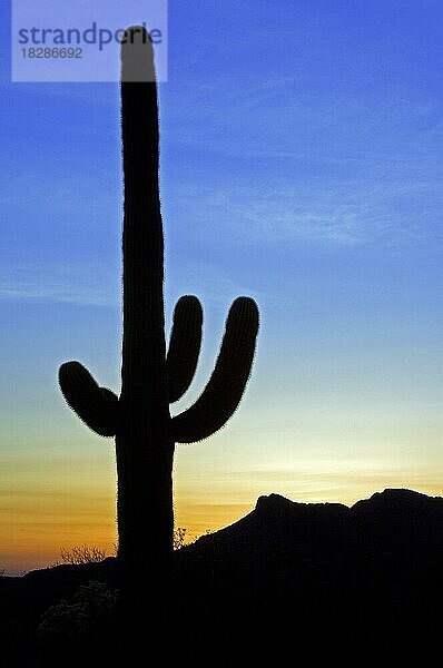 Saguaro (Carnegiea gigantea) Kaktus (Cereus giganteus) (Pilocereus giganteus) als Silhouette im Sonnenuntergang in der Sonoran-Wüste  Arizona  USA  Nordamerika