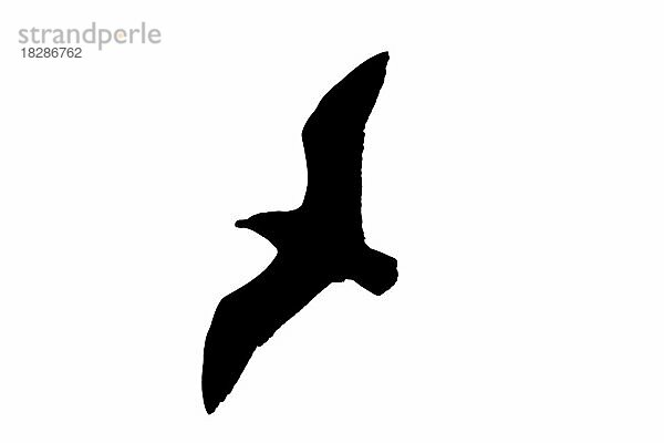 Silhouette einer auffliegenden Raubmöwe (Stercorarius skua) im Flug  umrissen auf weißem Hintergrund  um Flügel  Kopf und Schwanzformen zu zeigen