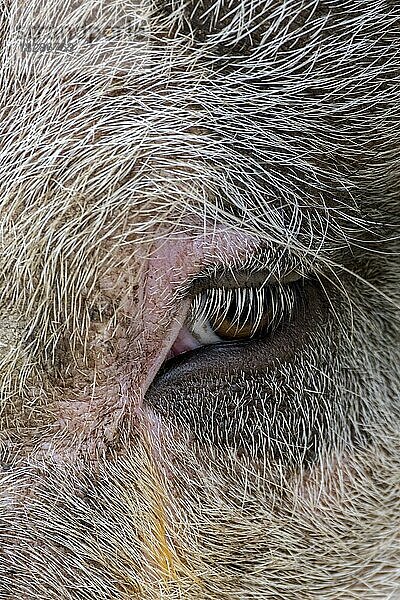 Nahaufnahme von Auge und Wimpern eines Schwein (Sus domesticus)  Schwein