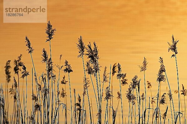 Rispen von Gemeinem Schilf (Phragmites communis) im Röhricht  Schilfbeet im Frühling im Schatten der untergehenden Sonne