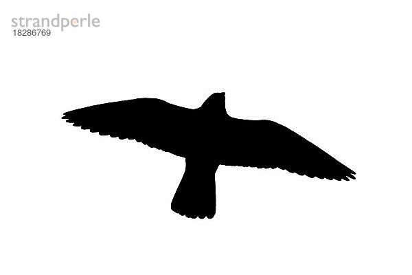 Silhouette eines auffliegenden Wanderfalke (Falco peregrinus) im Flug  umrissen auf weißem Hintergrund  um die Formen von Flügeln  Kopf und Schwanz zu zeigen