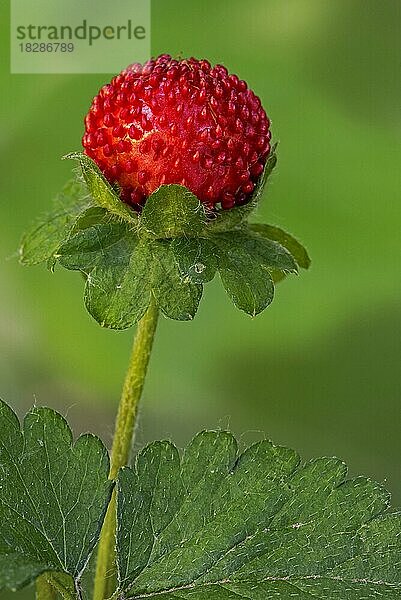 Scheinerdbeere  Indianer-Erdbeere  Indische Scheinerdbeere (Duchesnea indica) Hinterhof-Erdbeere mit roten Früchten im späten Frühjahr