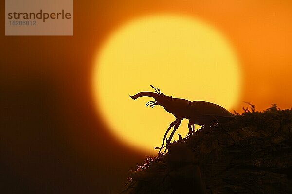 Hirschkäfer (Lucanus cervus)  Männchen mit großen Mandibeln  Kiefer auf einem Baumstamm  Silhouette gegen die untergehende Sonne bei Sonnenuntergang im Sommer