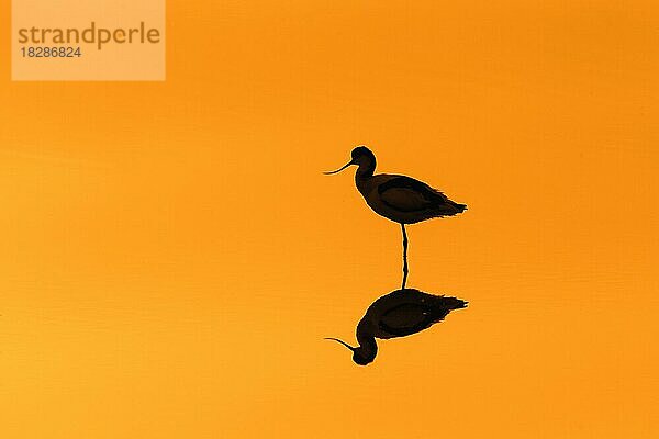 Schwarzkopfiger Säbelschnäbler (Recurvirostra avosetta)  der im flachen Wasser ruht und bei Sonnenuntergang als Silhouette zu sehen ist