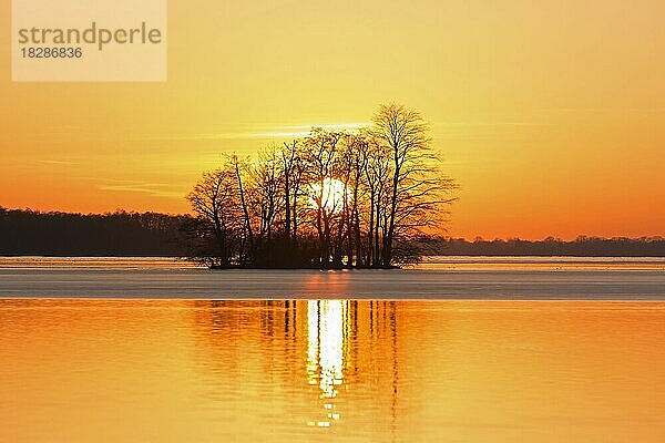 Großer Plöner See  Großer Plöner See  Plöner See  Großer Ploener See mit Baumsilhouette im Sonnenuntergang im Winter  Schleswig-Holstein  Deutschland  Europa