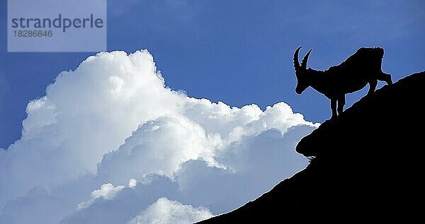 Silhouette eines Alpensteinbock (Capra ibex) vor Gewitterwolken in den Alpen