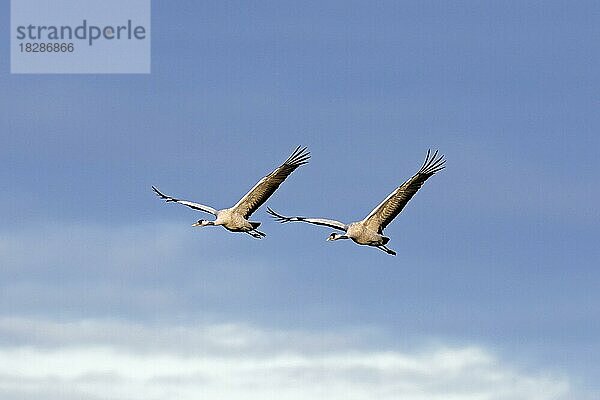 Zwei ziehende Kraniche  Grauer Kranich (Grus grus) fliegen gegen den bewölkten Himmel während des Zuges