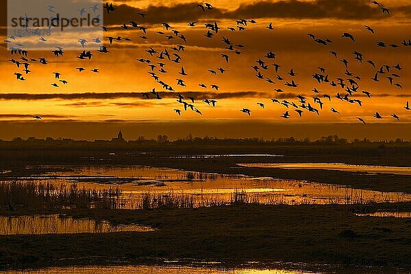 Entenschwarm als Silhouette im Sonnenuntergang  der im Winter über ein Feld im Naturschutzgebiet Uitkerkse Polder bei Blankenberge  Westflandern  Belgien fliegt