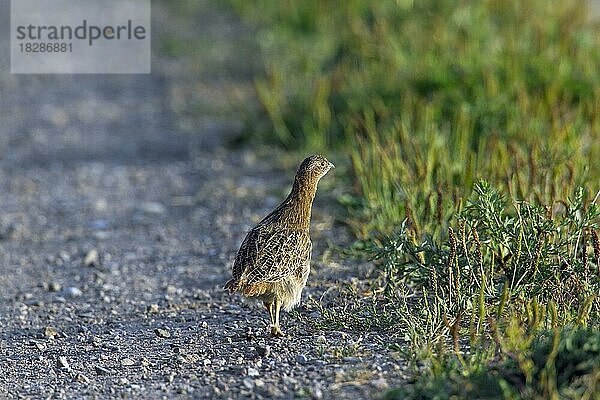 Rebhuhn (Perdix perdix)  das im Sommer auf der Straße läuft