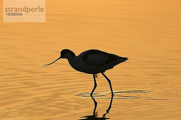 Schwarzkopfiger Säbelschnäbler (Recurvirostra avosetta) bei der Nahrungssuche im flachen Wasser und bei Sonnenuntergang als Silhouette