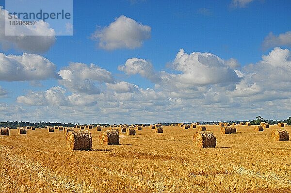 Strohballen auf einem abgeernteten Weizenfeld in der Normandie  Frankreich  Europa