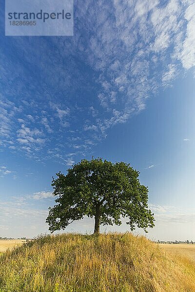 Einsame Stieleiche (Quercus robur)  Stieleiche  Traubeneiche  Stieleiche auf einer grasbewachsenen Anhöhe in einem Feld im Sommer