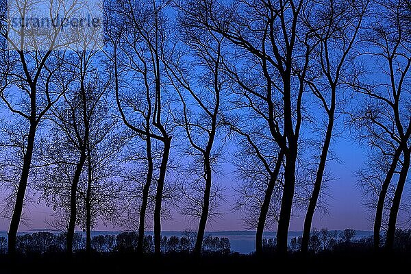 Pappeln mit Silhouetten von verdrehten Baumstämmen mit kahlen Ästen entlang des Damme-Kanals bei Nacht im Herbst in Damme  Westflandern  Belgien  Europa