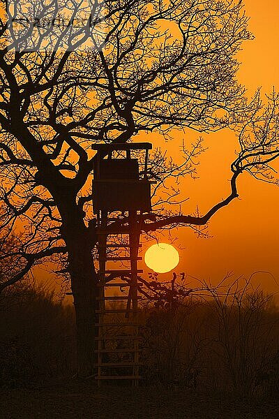 Hochsitz im Baum  Silhouette im Sonnenuntergang im Winter