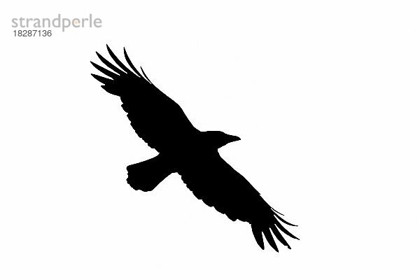 Silhouette einer Rabenkrähe (Corvus corone) im Flug  umrissen auf weißem Hintergrund  um die Form von Flügeln  Kopf und Schwanz zu zeigen