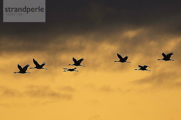 Kranichschwarm  Grauer Kranich (Grus grus)  fliegt bei Sonnenuntergang während des Zuges  Silhouette vor orangefarbenem Himmel