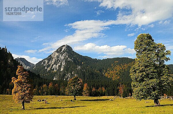 Der Wankerfleck oberhalb von Halblech  Ammergauer Alpen  Allgäu  Schwaben  Bayern  Deutschland  Europa