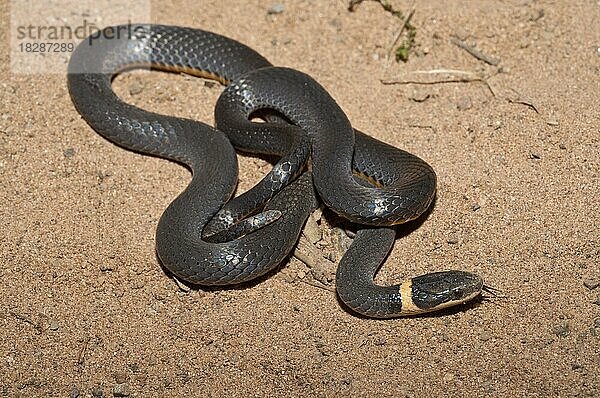 Nördliche Ringelnatter  Diadophis punctatus edwardsii  Vorkommen in Nordamerika