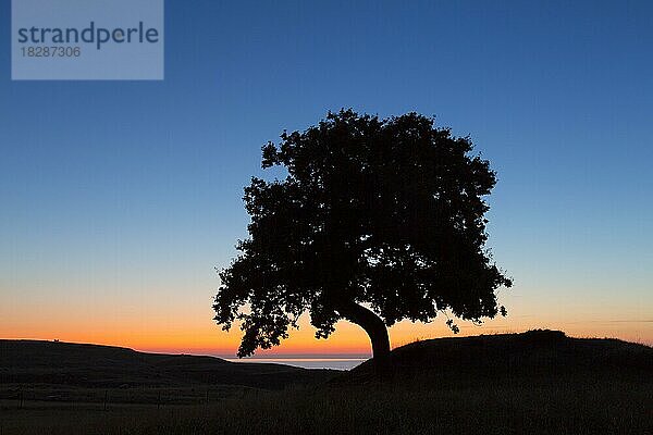 Stieleiche (Quercus robur)  Stieleiche  Stieleiche als Silhouette gegen den Sonnenaufgangshimmel im Sommer an der Küste in Skane  Schonen  Schweden  Europa