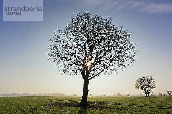 Silhouette einer einzelnen Stieleiche (Quercus robur)  Stieleiche  Stieleiche auf einer Wiese bei Sonnenaufgang mit kahlen Ästen im Frühling