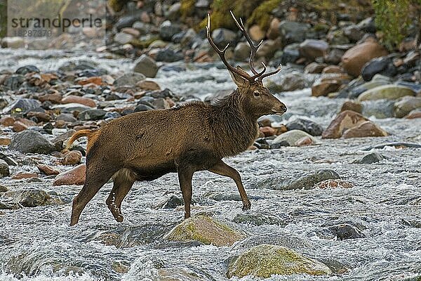 Rothirsch (Cervus elaphus)  Männchen  beim Überqueren eines Flusses  Gebirgsbach im Winter in den schottischen Highlands  Schottland  UK