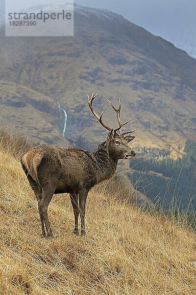 Rothirsch (Cervus elaphus)  Männchen  am Berghang mit Blick in ein Tal in den Hügeln im Winter in den schottischen Highlands  Schottland  UK