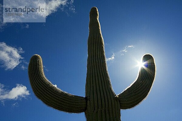 Saguaro (Carnegiea gigantea) in der Sonoran-Wüste  Silhouette gegen die Sonne  Organ Pipe Cactus National Monument  Arizona  USA  Nordamerika