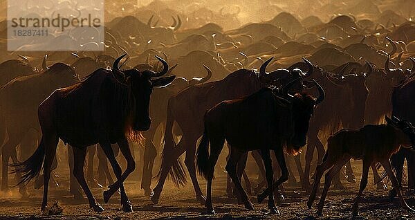 Streifengnu (Connochaetes taurinus) bei Sonnenaufgang auf Wanderschaft  Ndutu-See  Tansania  Afrika