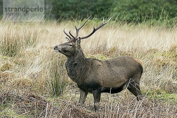 Rothirsch (Cervus elaphus)  Männchen im Grasland am Waldrand im Winter in den schottischen Highlands  Schottland  UK