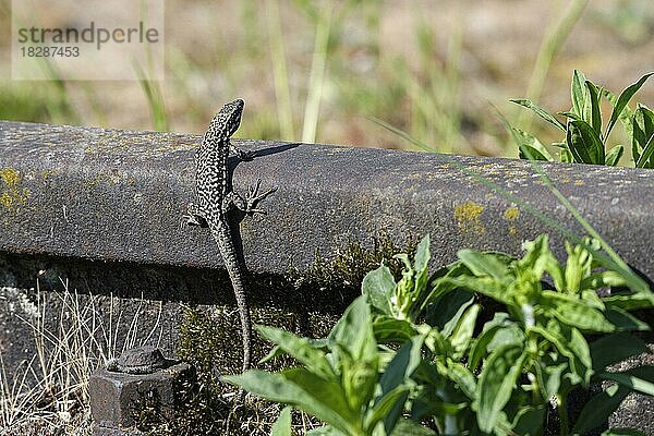 Mauereidechse (Podarcis muralis)  sitzt auf einer Bahnschiene  zur Paarungszeit  Landschaftspark Duisburg Nord  Ruhrgebiet  Nordrhein-Westfalen  Deutschland  Europa