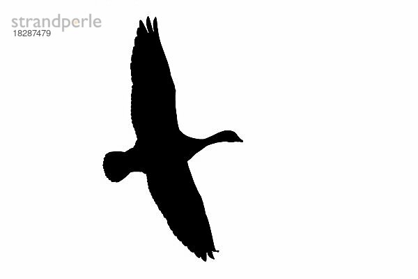 Silhouette einer Weißwangengans (Branta leucopsis) im Flug  umrissen auf weißem Hintergrund  um die Formen von Flügeln  Kopf und Schwanz zu zeigen