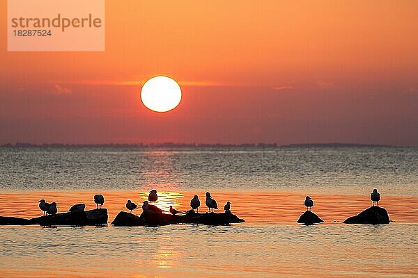 Ein Schwarm Lachmöwen (Larus marinus) und Lachmöwen ruht auf den Felsen im Meer  vor der untergehenden Sonne und dem orangefarbenen Abendhimmel