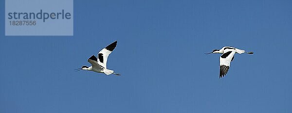 Dominanter Schwarzkopfiger Säbelschnäbler (Recurvirostra avosetta) bei der Verfolgung eines Rivalen im Flug