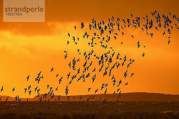 Riesiger Schwarm von Pfuhlschnepfen (Limosa lapponica) und Rotkehlchen im Flug  Silhouette gegen den orangefarbenen Abendhimmel an der Nordseeküste im Frühling