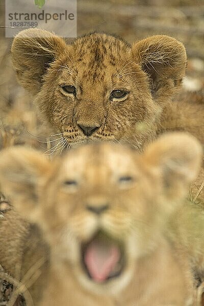 Kopfaufnahmen von zwei afrikanischen Löwenjungen in der Masai Mara  Kenia  Afrika