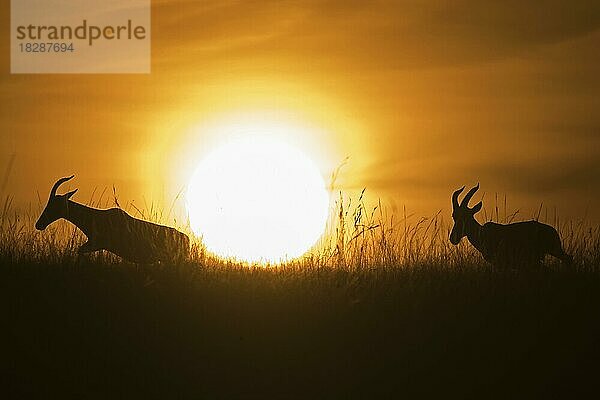 Zwei Topi (Damaliscus lunatus jimela) im Schatten der untergehenden Sonne in der Masai Mara  Kenia  Afrika