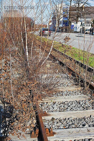 Totes Straßenbahn-Gleis  ehemalige Straßenbahn-Linie  stillgelegt  überwuchter mit Bäumen und Gestrüb  Sendling  München  Bayern