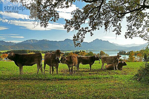 Kühe auf einer Weide oberhalb des Forggensees  im Hintergrund der Forggensee und rechts der Säuling (2047 m)  Allgäu  Schwaben  Bayern  Deutschland  Europa