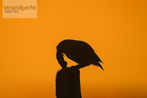 Steinkauz (Athene noctua) mit gefangener Mausbeute auf einem Zaunpfahl auf einer Wiese im Schatten des Sonnenuntergangs